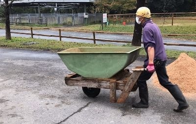 厩舎におが粉を運びます。