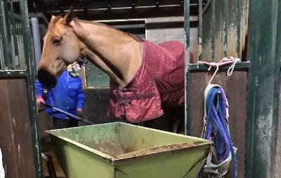 午後のスタッフでボロ取り