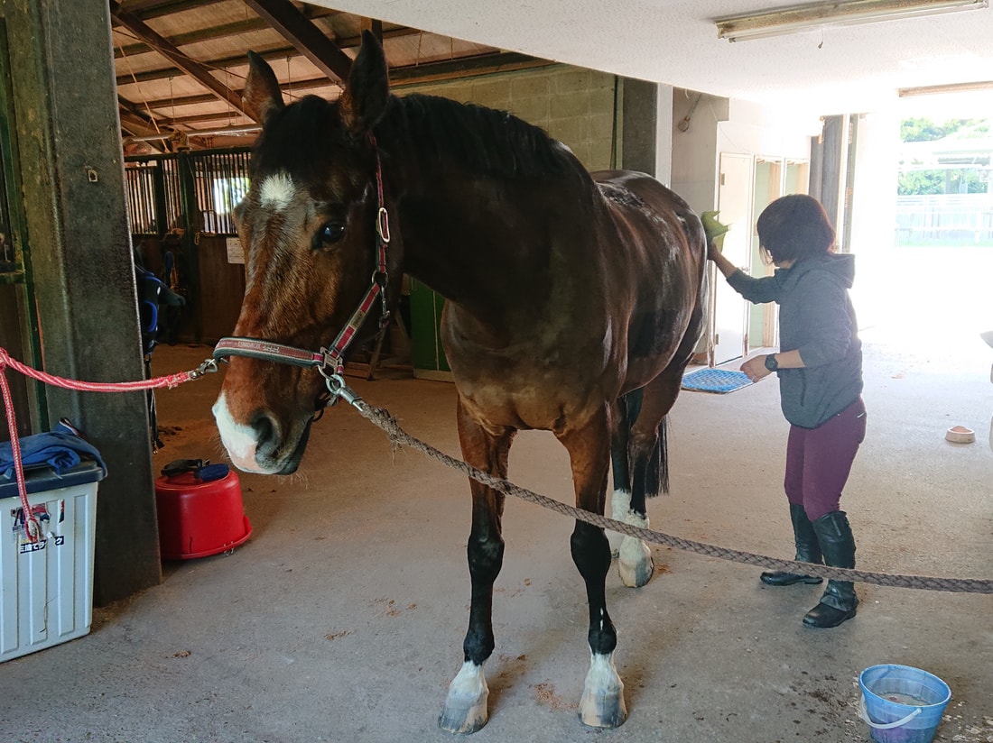 にんじんポニー