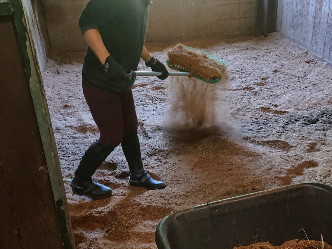 にんじんポニー