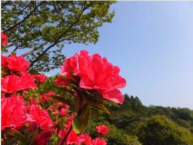 つま恋乗馬倶楽部の春