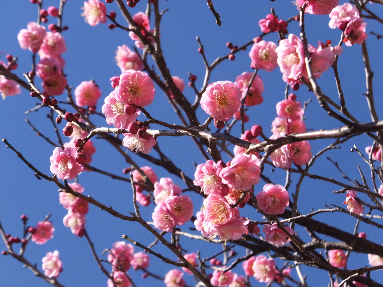 つま恋乗馬倶楽部の冬