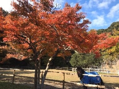 つま恋乗馬倶楽部の秋